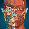 Anatomy Learning By Dr. Blanco [Free Shopping]