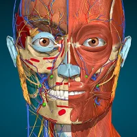 Anatomy Learning By Dr. Blanco [Free Shopping]