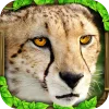 Cheetah Simulator