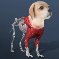 Idle Pet - Create cell by cell [unlocked/много кристаллов]