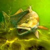 My Fishing World [Free shoping]